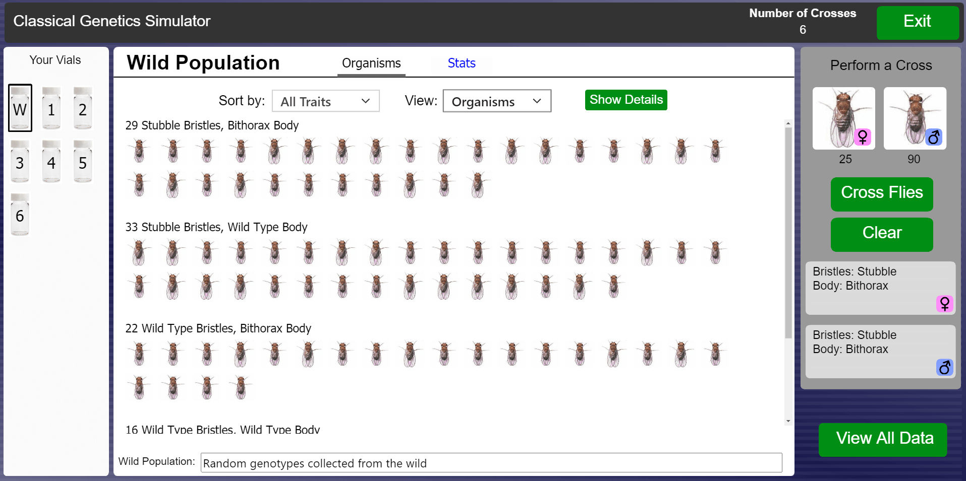 Drosophila Drosophila